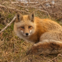 Red fox