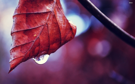 Dewdrop on the leaf - raindrops, leaves, rain, dew, macro, abstract, close-up, photography, drops, dewdrops, HD, fall, nature, autumn, leaf, wallpaper, softness