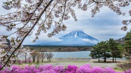 Spring at Mount Fuji - japan, trees, mountain, cherry, flowers, cherry blossoms, spring