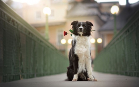 For you ! - love, roses, beautiful, dog, for you, rose