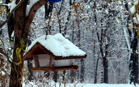 First Snow - snow, feeder, winter, forest