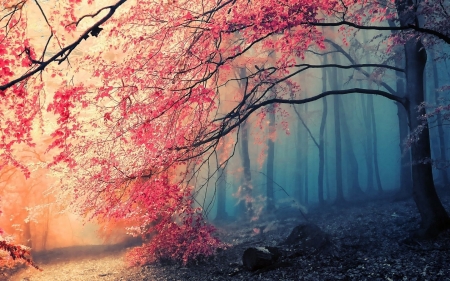 Amazing forest tree - leaves, fog, tree, forest