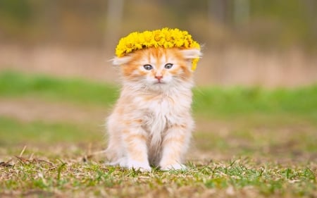 Kitten - beauty, cat, summer, ginger, kitten, yellow, green, animal, orange, flower