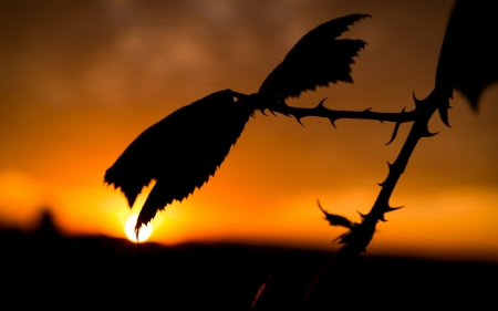 Autumn Sunset - evening, leaves, sunset, nature, autumn