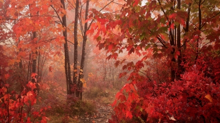 autumn foliage in a north carolina forest - autumn, forest, leaves, colors, mist