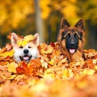 Autumn Dogs