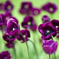 Purple Tulips