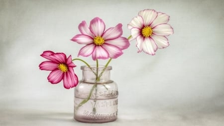 beautiful flowers - water, flowers, container, vase