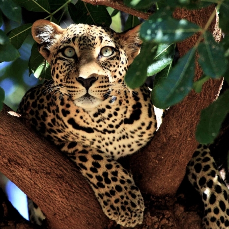 Wild cat on the tree - cats, animal, animals, cat, wild