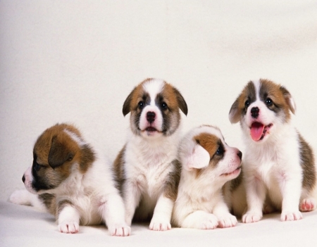 Four Lovable Puppies - white, brown, lying, lovable, standing, four, cute, puppies