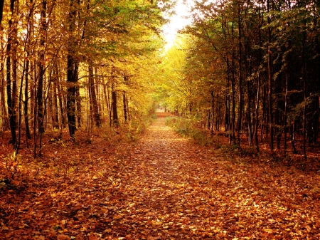 Autumn Forest - trees, branches, Autumn, Fall, forest, leaves, path, walkway, woods