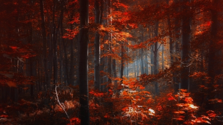 Red Forest - trees, forest, leaves, autumn