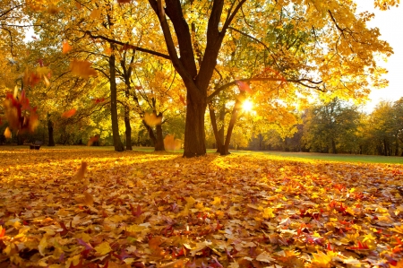 Fall foliage - sunlight, beautiful, leaves, tree, fall, rays, autumn, serenity, foliage, sun, park