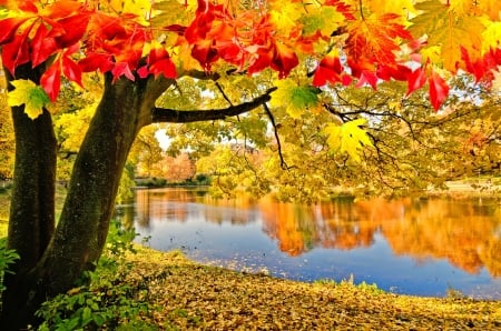 Autumn tree - trees, branches, beautiful, forest, reflection, leaves, fall, autumn, lake, foliage, park