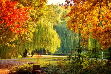 Autumn park