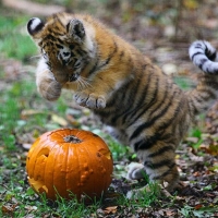 tiger cub with a pumpkin