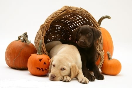 dogs with pumpkins - basket, dogs, pumpkins, animals