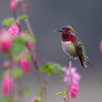 Humming-bird