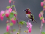 Humming-bird