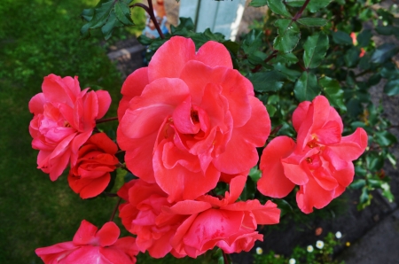 Pink Roses - leaves, plant, blossoms, petals