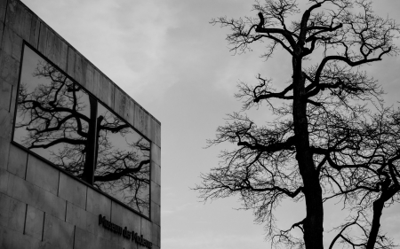 old tree reflected in a new building - building, window, glass, bw, tree, reflectiom