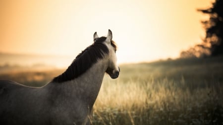 ஐ Horizon ஐ - field, the horse, tree, sun