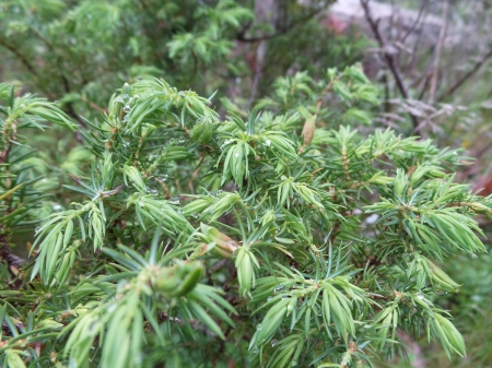 Waterdrops on pine needles - pine, drops, nature, green