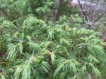 Waterdrops on pine needles