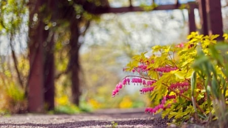 ✿.｡ - flowers, bush, blur, leaves