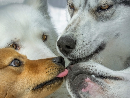 friendship - friends, spring, loving, dogs