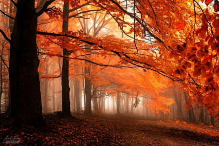 Autumn - nature, autumn, forest, trees