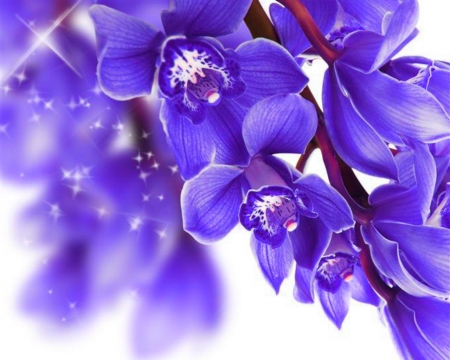 Orchids - orchids, art, flowers, bloom