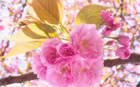 Cherry Blossoms - flowers, cherry, pink, bloom