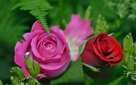 Lovely Roses - flowers, roses, petals, bloom