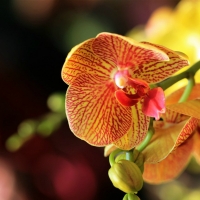 Orchids