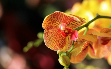 Orchids - flowers, orchids, petals, bloom