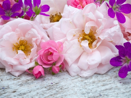 Beautiful Flowers - flowers, petals, pink, bloom