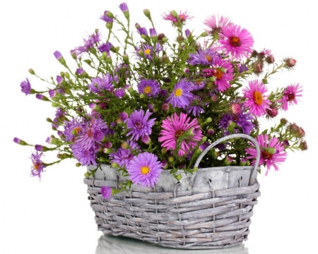 Still Life - basket, flowers, still life, bloom