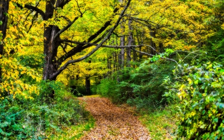 path through the forest in autumn hdr - autumn, forest, leaves, hdr, path