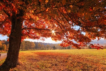 Awesome tree - fall, tree, autumn, sun