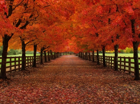 Autumn tree alley - atumn, fall, alley, leaves, tree