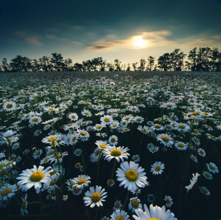 ♥ - daisies, flowers, fields, soft