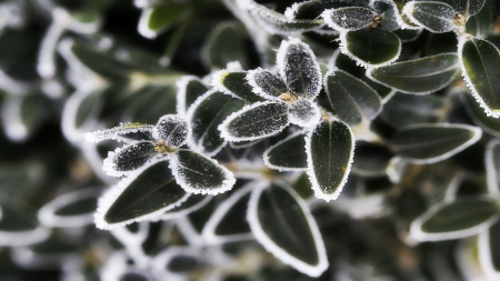 First frost - frost, forest, nature, leaves