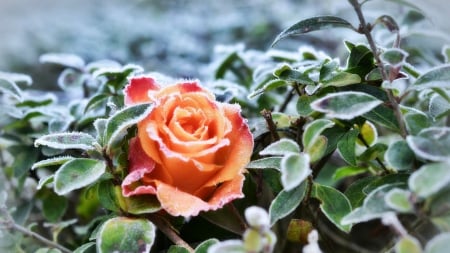 Frosty rose - flowers, frost, rose, nature