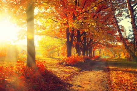 Autumn Sunshine - fall leaves, nature, autumn, sunshine, forest