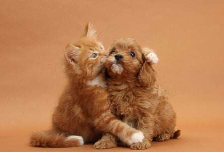 Cavapoo pup and ginger kitten - puppy, animals, cats, kitten