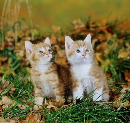 Two ginger kittens among fallen Oak leaves