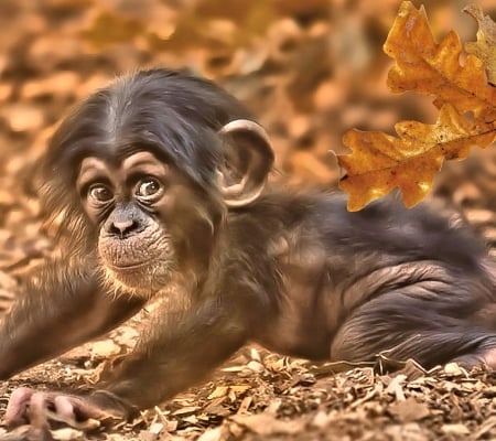 Cute Baby Monkey - animal, monkey, cute, baby