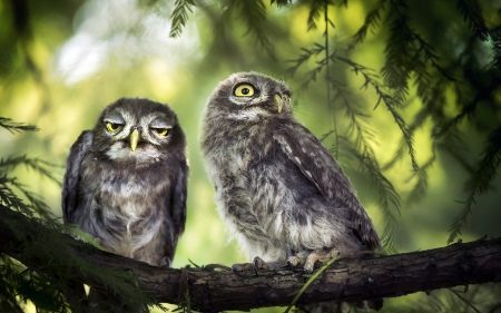 Owls - owl, bird, branch, green, cute, baby, couple, tree