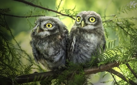 Owls - bird, yellow eyes, branch, baby, tree, owl, green, cute, couple